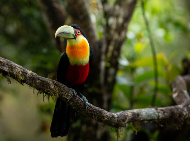istock Colorful toucan in forest. 1644264695