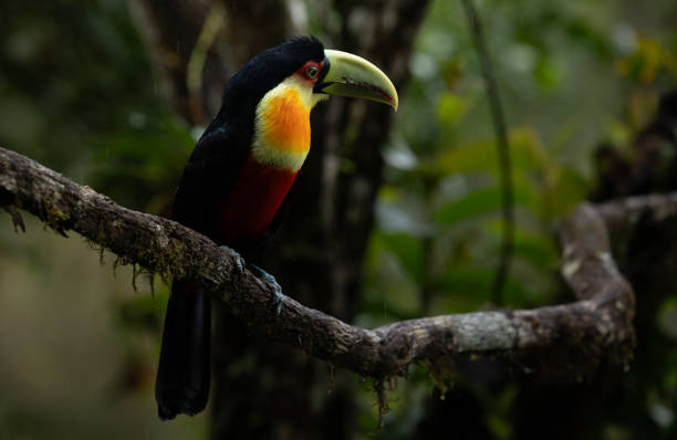 istock Colorful toucan in forest. 1644264699