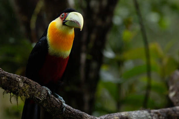 istock Colorful toucan in forest. 1644267958