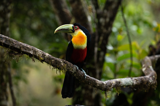 Green-billed toucan  or 
red-breasted toucan (Ramphastos dicolorus) . Atlantic Forest, Brazil, South America. Selective Focus
