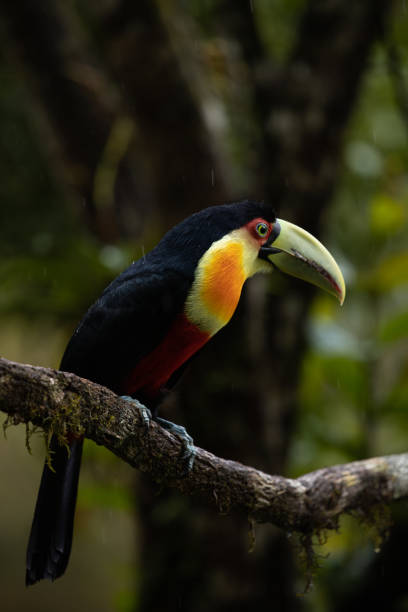 istock Colorful toucan in forest. 1644268488