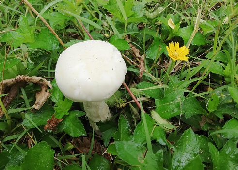 a photography of a mushroom in the grass with a yellow flower, mushroom in the grass with a yellow flower in the background.