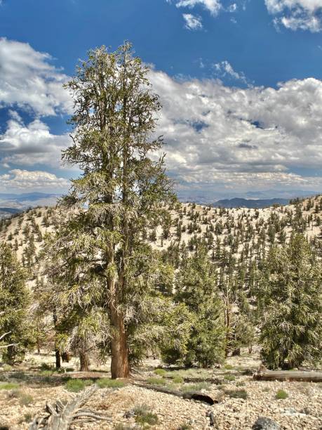 istock the ancient bristlecone pine (pinus longaeva) forest growing in the white mountains, inyo national forest. 1644271329