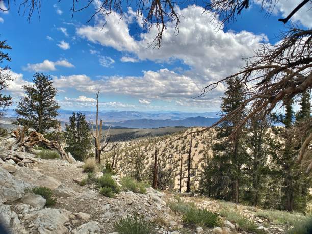 istock the ancient bristlecone pine (pinus longaeva) forest growing in the white mountains, inyo national forest. 1644271501