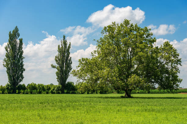 Rural landscape with green meadow and a large oak tree in springtime, Padan Plain or Po valley (Pianura Padana, Italian). Mantua province, Lombardy, Italy, southern Europe.