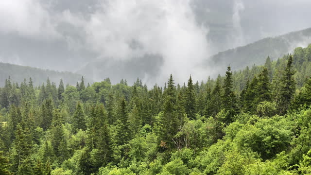 4K shot of a soft wind moving low running clouds over green spruces with picturesque Mala Fatra mountain range in Western Carpathians on background. Beauty in Nature and traveling concept video.