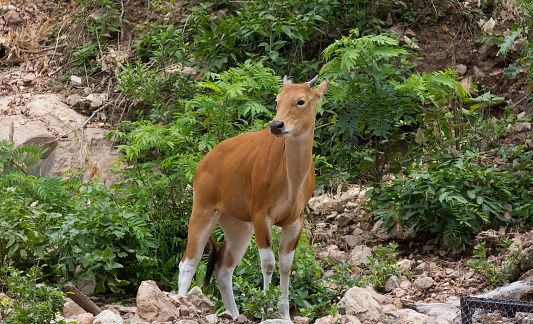 a photography of a deer standing in a rocky area with trees and bushes.