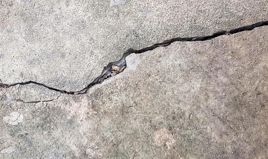 a photography of a crack in the concrete with a small bird inside, hypsiglena torquata on a rock with a crack in the middle.