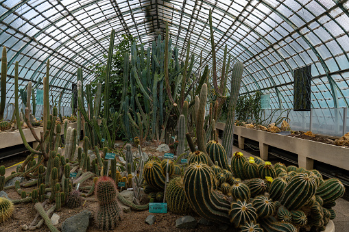 Paris, France - 2023-08-26: Cactus in a Greenhouse at the Jardin des Serres d'Auteuil in summer. This botanical gaden is a public park located in Paris, France