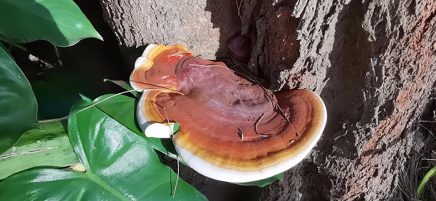 a photography of a mushroom growing on a tree trunk, polyporus frondosus on a tree trunk with a cup of coffee.