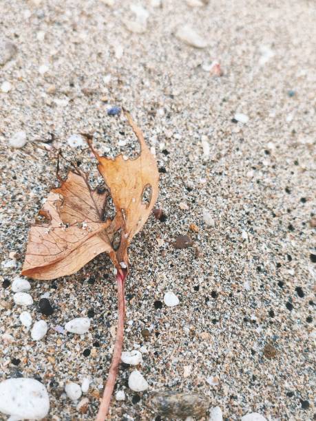 istock Beautiful fallen leaf on the sand at the beach 1644288247