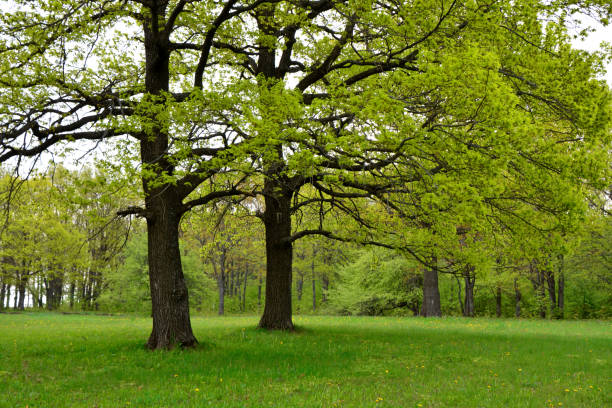 alberi di quercia verde con erba verde nello spazio di copia isolato della foresta - oak tree treelined tree single object foto e immagini stock