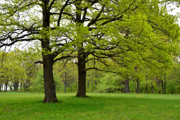 숲에 푸른 잔디가 있는 녹색 참나무는 격리된 복사 공간입니다 - oak tree treelined tree single object 뉴스 사진 이미지