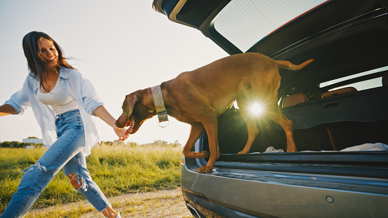 Playful young woman looking at brown Vizsla dog jumping from car trunk during sunset,enjoying vacation together in field