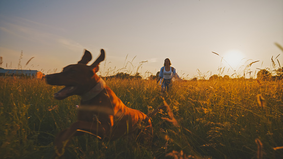 Playful young woman running with pet dog through wheat field and enjoying vacation during sunset