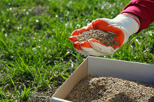Sowing the lawn in the spring. A female hand in a glove holds the seeds of lawn grass over a cardboard box, against a background of green grass.