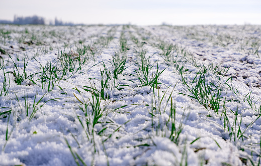 Danish nature in wintertime - dressed in frost and snow