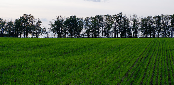 Green wheat field in spring. Bright green landscape. Grass and tree on the horizon in the diffused light of the sun