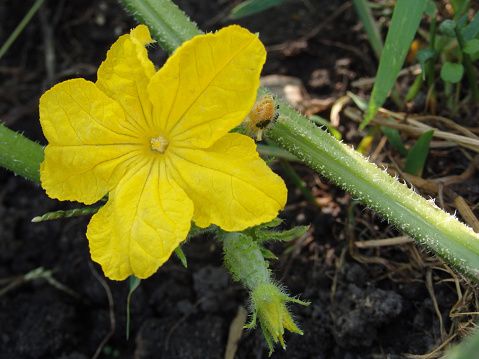 A yellow cucumber flower growing on a plant. Macro of a yellow cucumber flower and an immature cucumber on a green, blurred background.