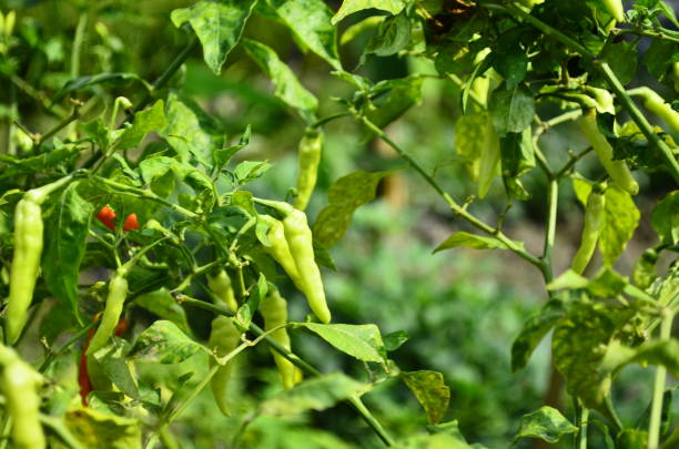 Chili plants thrive, the fruit is ripe, ready to be harvested by farmers. This chili is famous for being spicy. It's red when it's overripe. blurry background Chili plants thrive, the fruit is ripe, ready to be harvested by farmers. This chili is famous for being spicy. It's red when it's overripe. blurry background latar belakang stock pictures, royalty-free photos & images