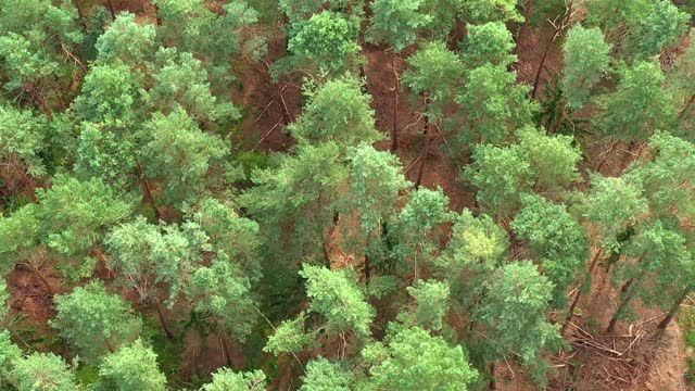 Pan to vertical aerial view over sparse mixed forest with spruce, pine and oak trees