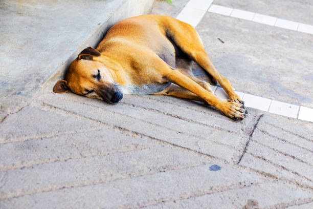 istock Sleeping brown-white stray dog in Amphawa 1644304429