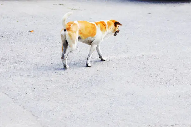 Walking brown-white stray dog in street in Amphawa