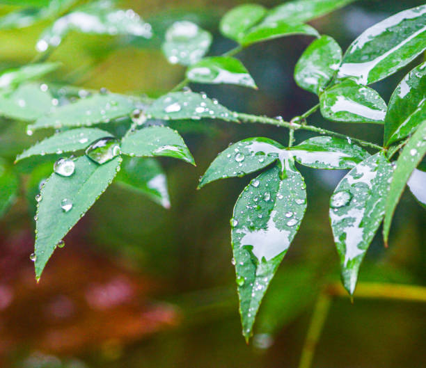 istock Wet winter in Cape Town 1644308401
