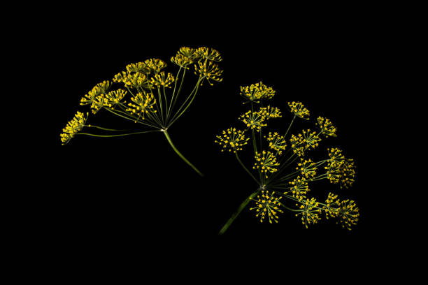 dill umbrella flower plant Dill, isolated on black background