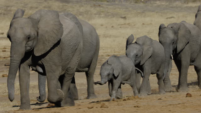 Close-up. Breeding herd of elephants with cute young calves running out the bush towards a waterhole to drink