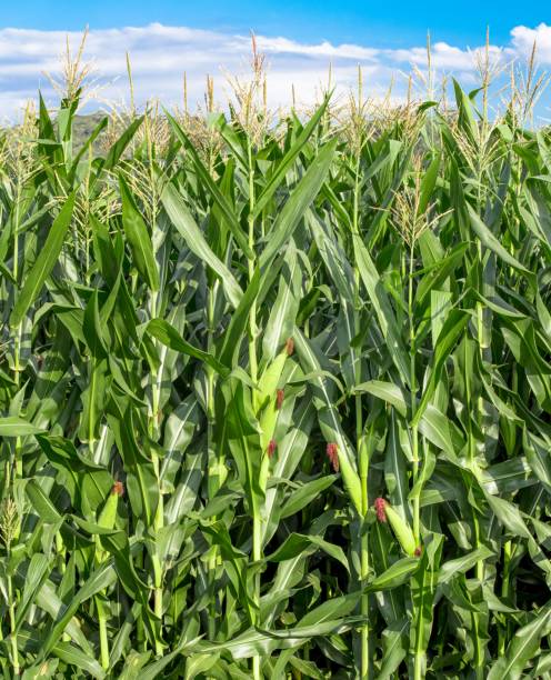 istock Vertical shot of a sun-soaked cornfield 1644318547