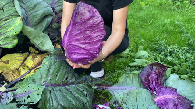 woman gardener harvesting red purple cabbage in the garden