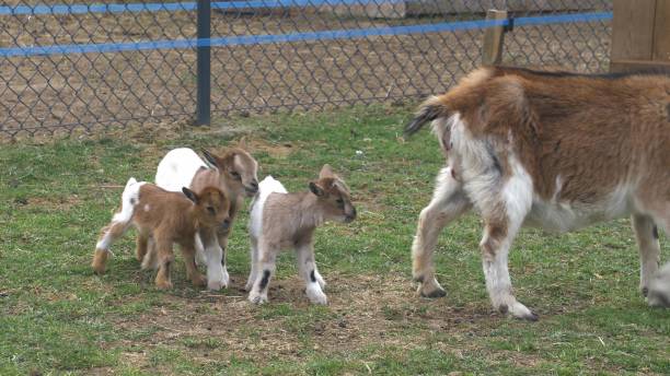 Domestic Goat with Kids Feeding on Meadow, Capra Hircus