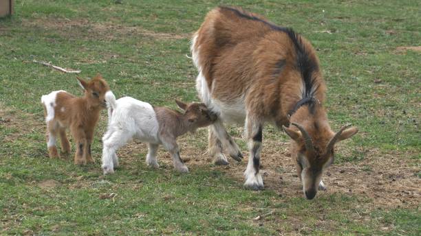 istock Domestic Goat with Kids Feeding on Meadow, Capra Hircus 1644331318