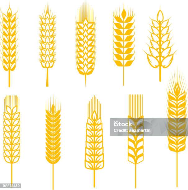 Vetores de Orelhas De Cereais e mais imagens de Agricultura - Agricultura, Amarelo, Caule