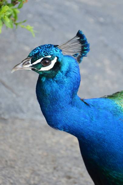 istock Colorful male peacock side view in Tenerife 1644336885