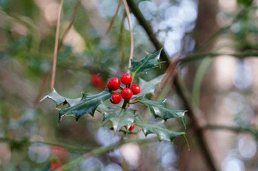 red balls of common holly in winter