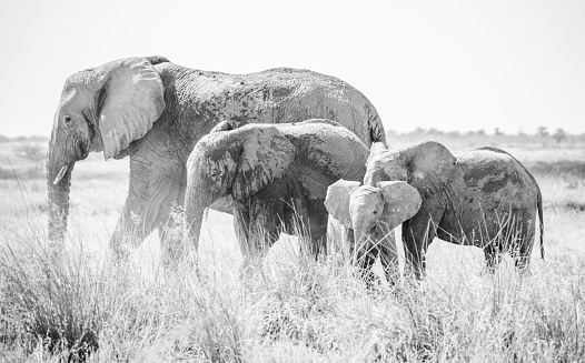 A family of elephants in the Etosha National Park