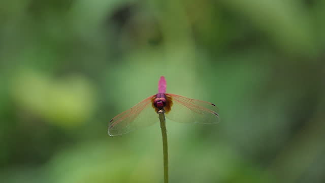 Slow motion of Red dragonfly flying in tropical rainforest.