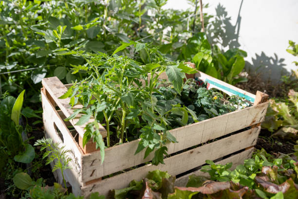 istock Vegetable seedlings ready to be transplanted into a home garden. 1644359099