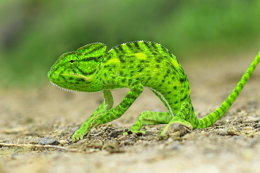 cute funny chameleon - Chamaeleo calyptratus on a forest. Chameleon on the stone. Beautiful extreme close-up. green chameleon Chamaeleo calyptratus in gujarat india asia.