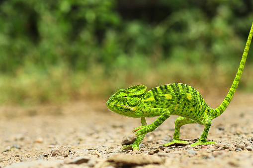 green chameleon - Chamaeleo calyptratus. Chameleon on the stone. Beautiful extreme close-up. Veiled chameleon (chamaeleo calyptratus). Macro shots, Beautiful nature scene green chameleon