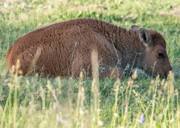 istock Baby Bison Rests And Nibbles On The Grass 1644365908