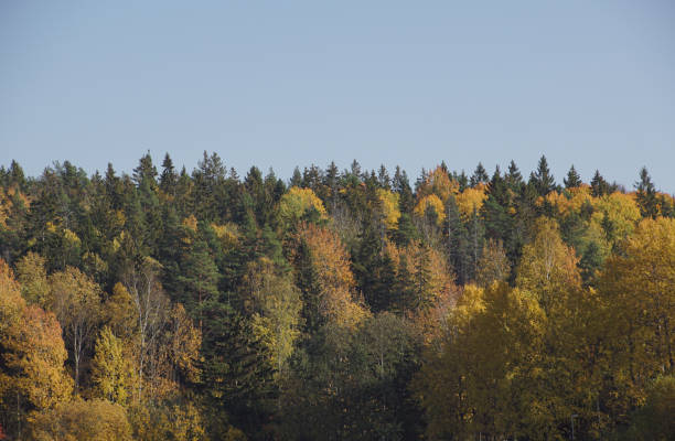 Trail in the autumn forest