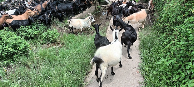 A rural landscape of a herd of goats walking along a path through a lush green meadow