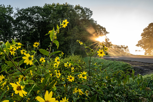 Bright Sunburst Backlights Yellow Sunburst Like Flowers in Great Smoky Mountains National Park