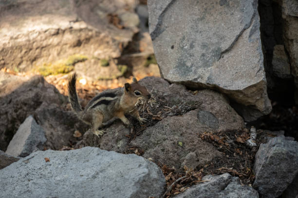 istock Chipmunk With Dry Grass Stuffed In Mouth Runs Across Rocks 1644370807