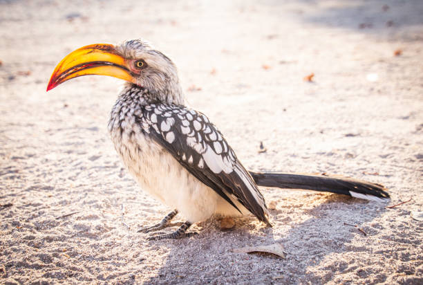 In the Etosha National Park