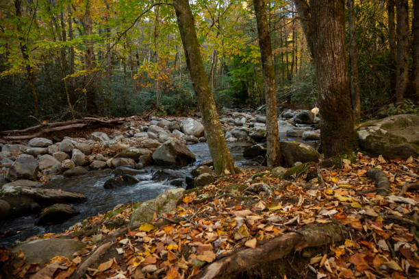 istock Creek Runs Alongside Trees Changing Color in Autumn 1644373546