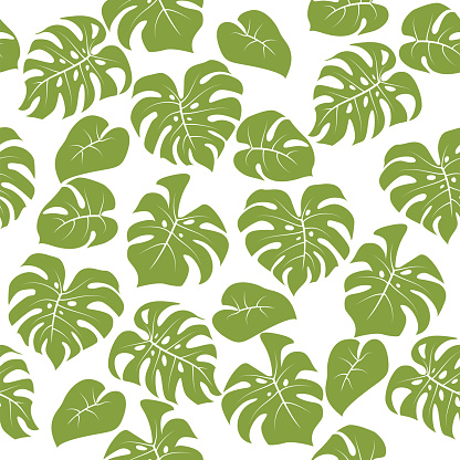Monstera leaves tropical seamless pattern isolated on white background. Decorative summer design for textile, fashion. Vector illustration